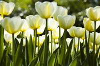 Dimex White Tulips Wall Mural 375x250cm 5 Panels | Yourdecoration.com