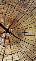 Dimex Wood Wall Mural 150x250cm 2 Panels | Yourdecoration.com