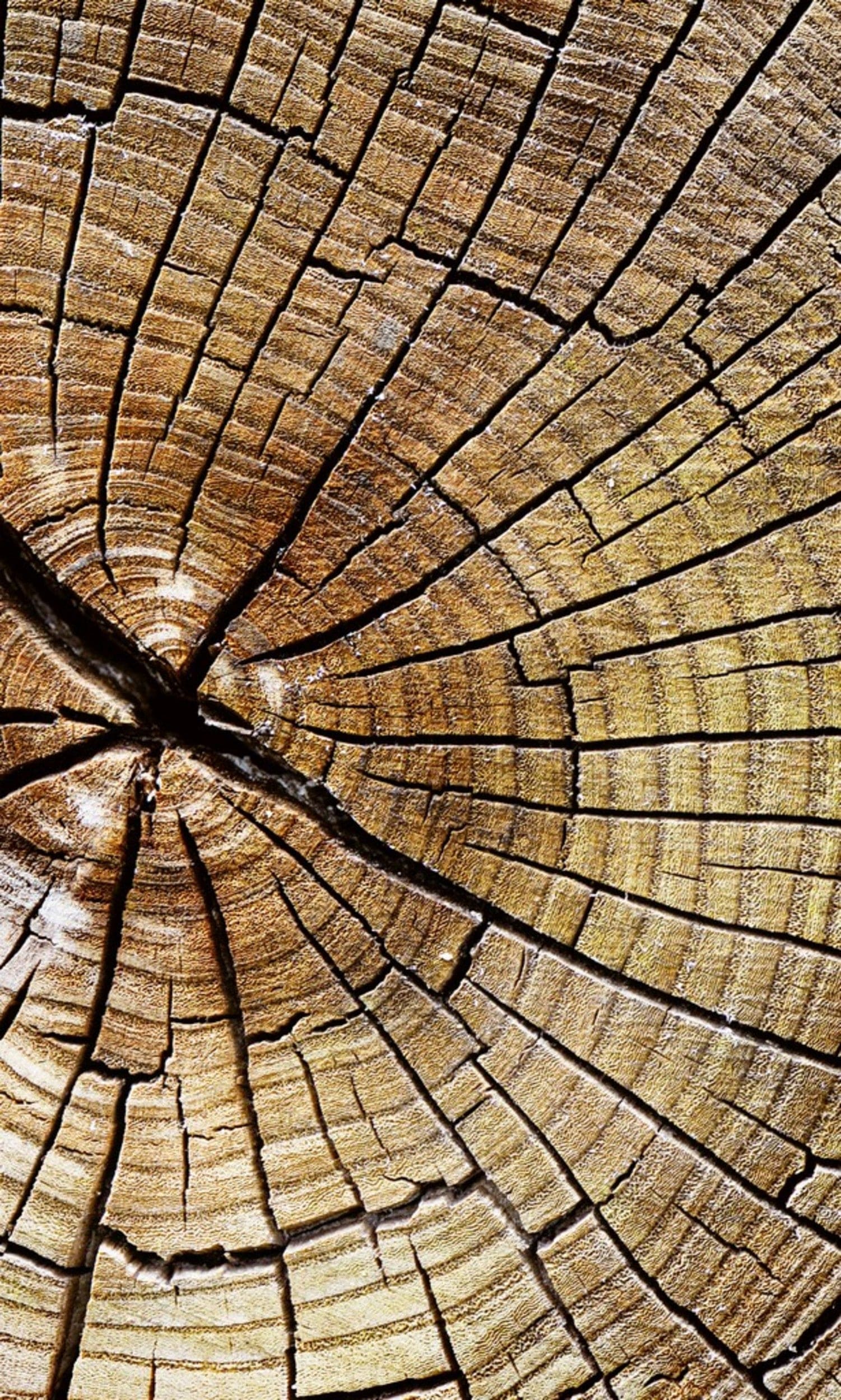 Dimex Wood Wall Mural 150x250cm 2 Panels | Yourdecoration.com
