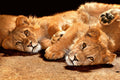 Dimex Young Lions Wall Mural 375x250cm 5 Panels | Yourdecoration.com