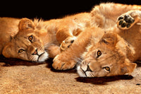 Dimex Young Lions Wall Mural 375x250cm 5 Panels | Yourdecoration.com