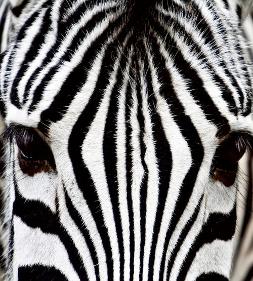 Dimex Zebra Wall Mural 225x250cm 3 Panels | Yourdecoration.com
