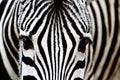 Dimex Zebra Wall Mural 375x250cm 5 Panels | Yourdecoration.com