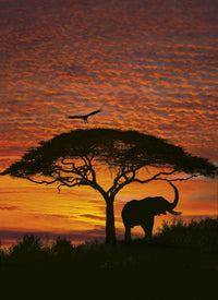 Komar African Sunset Wall Mural National Geographic 194x270cm | Yourdecoration.com