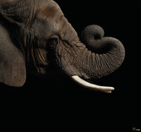 Komar Afrikaanse Olifant Non Woven Wall Mural 300X280Cm 6 Parts | Yourdecoration.com