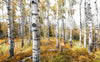 Komar Colorful Aspenwoods Non Woven Wall Mural 450x280cm 9 Panels | Yourdecoration.com