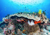 Komar Coral Reef Non Woven Wall Mural 400x280cm 8 Panels | Yourdecoration.com