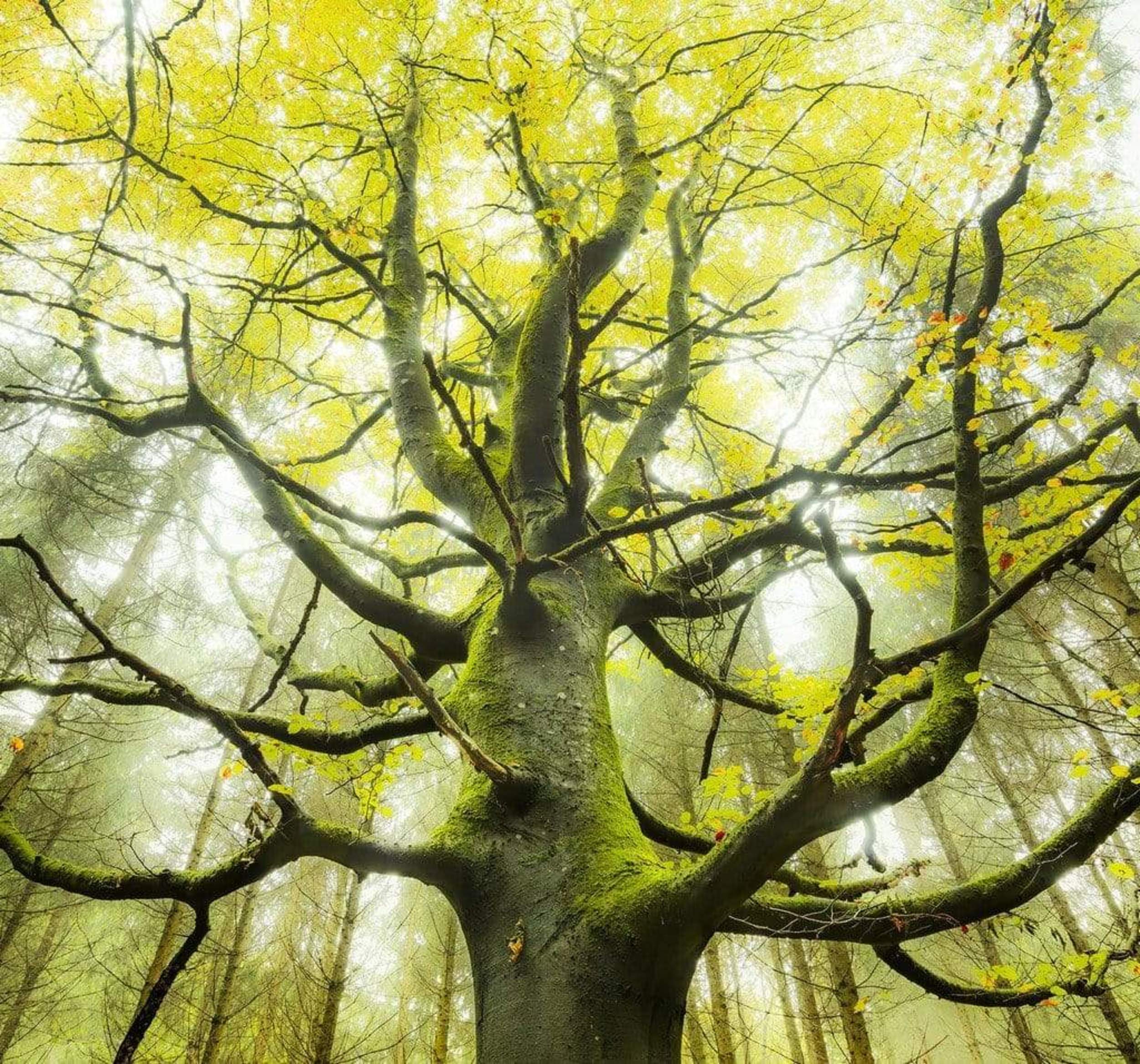 Komar Der Traumbaum Non Woven Wall Mural 300x280cm 6 Panels | Yourdecoration.com