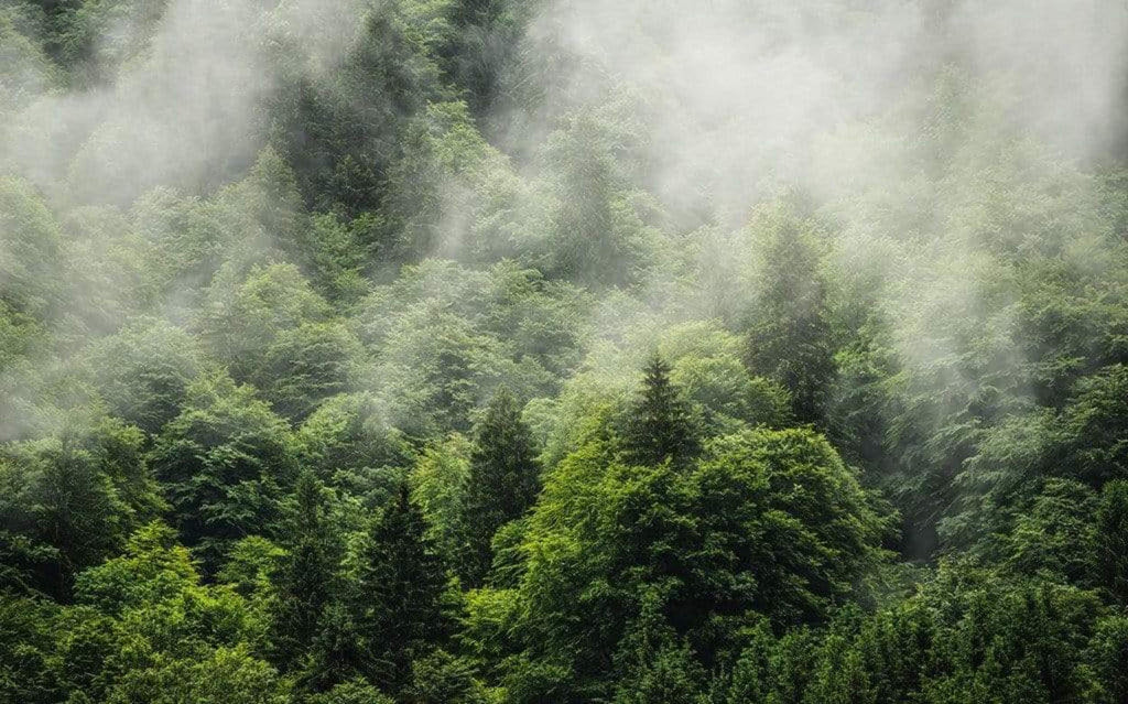 Komar Forest Land Non Woven Wall Mural 400x250cm 4 Panels | Yourdecoration.com