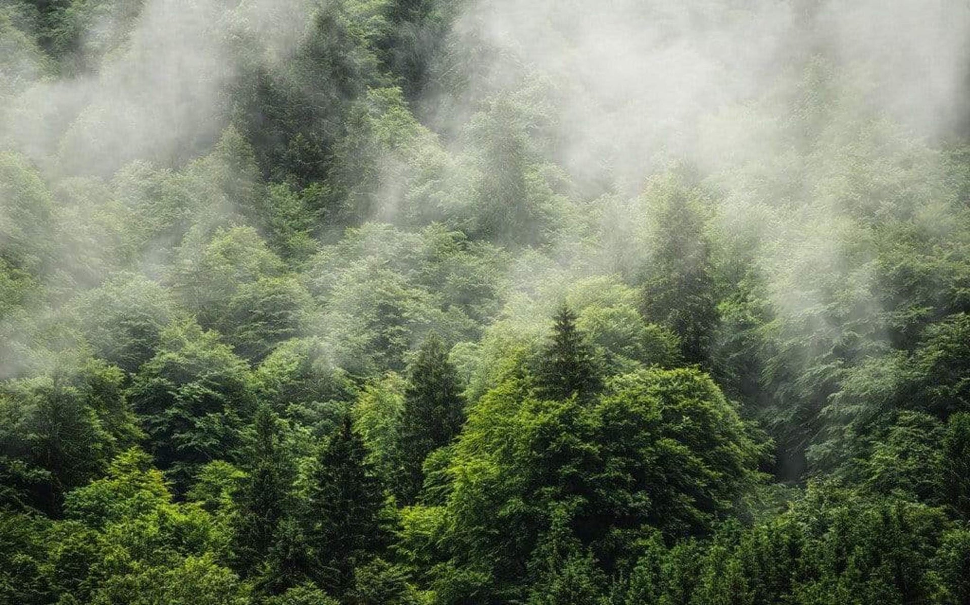 Komar Forest Land Non Woven Wall Mural 400x250cm 4 Panels | Yourdecoration.com
