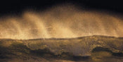 Komar Golden Wave Non Woven Wall Mural 200x100cm 1 baan | Yourdecoration.com