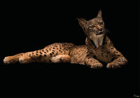 Komar Iberische Lynx Non Woven Wall Mural 400X280Cm 6 Parts | Yourdecoration.com