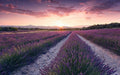 Komar Lavender Dream Non Woven Wall Mural 450x280cm 9 Panels | Yourdecoration.com