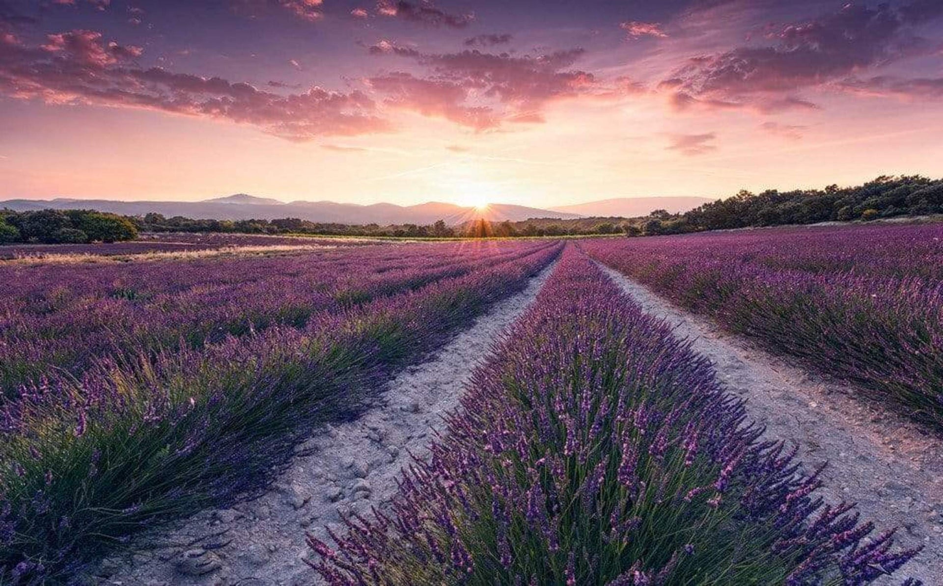 Komar Lavender Dream Non Woven Wall Mural 450x280cm 9 Panels | Yourdecoration.com