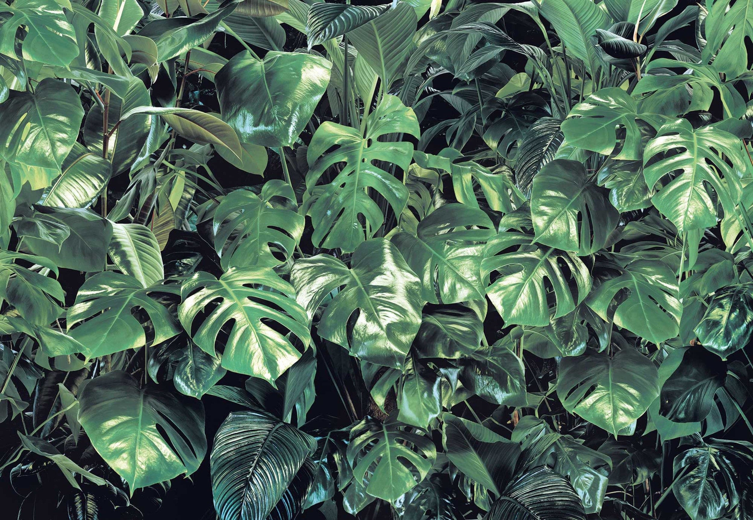 Komar Non Woven Wall Mural 8 333 Verdure | Yourdecoration.com