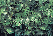 Komar Non Woven Wall Mural 8 333 Verdure | Yourdecoration.com