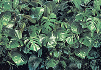 Komar Non Woven Wall Mural 8 333 Verdure | Yourdecoration.com