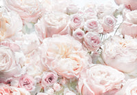 Komar Non Woven Wall Mural 8 976 Spring Roses | Yourdecoration.com