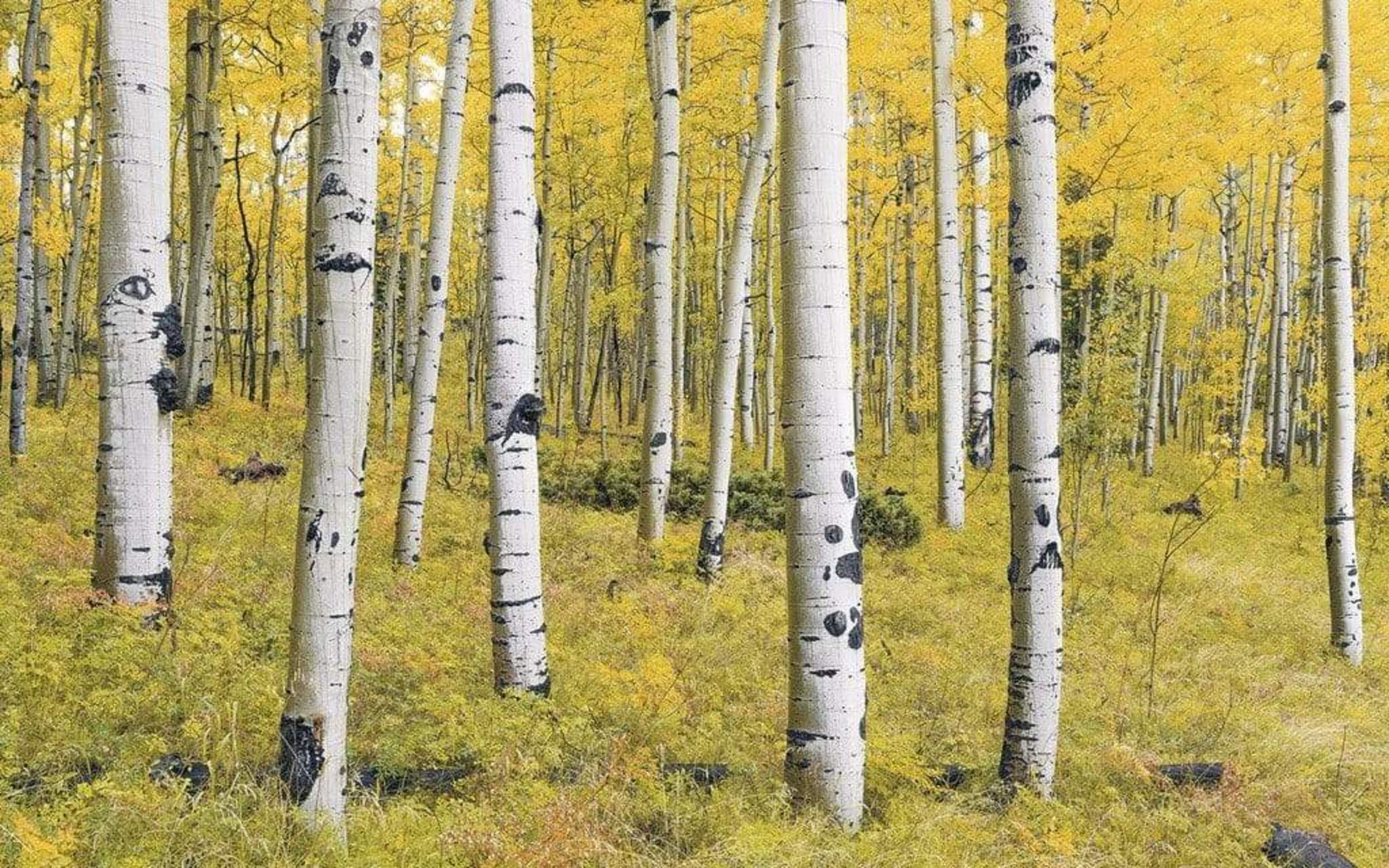 Komar Orange Forest Non Woven Wall Mural 400x250cm 4 Panels | Yourdecoration.com