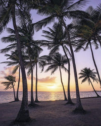 Komar Palmtrees on Beach Non Woven Wall Mural 200x250cm 2 Panels | Yourdecoration.com