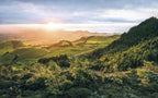 Komar Paradise Island Non Woven Wall Mural 400x250cm 4 Panels | Yourdecoration.com
