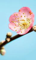 Komar Peach Blossom Wall Mural 150x250cm 3 Panels | Yourdecoration.com