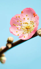Komar Peach Blossom Wall Mural 150x250cm 3 Panels | Yourdecoration.com