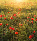 Komar Poppy World Non Woven Wall Mural 250x280cm 5 Panels | Yourdecoration.com