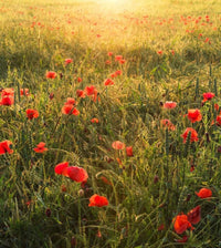 Komar Poppy World Non Woven Wall Mural 250x280cm 5 Panels | Yourdecoration.com