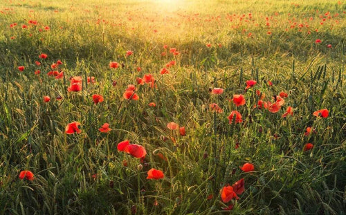 Komar Poppy World Non Woven Wall Mural 450x280cm 9 Panels | Yourdecoration.com