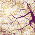 Komar Sunshine Wall Mural 250x250cm 5 Panels | Yourdecoration.com