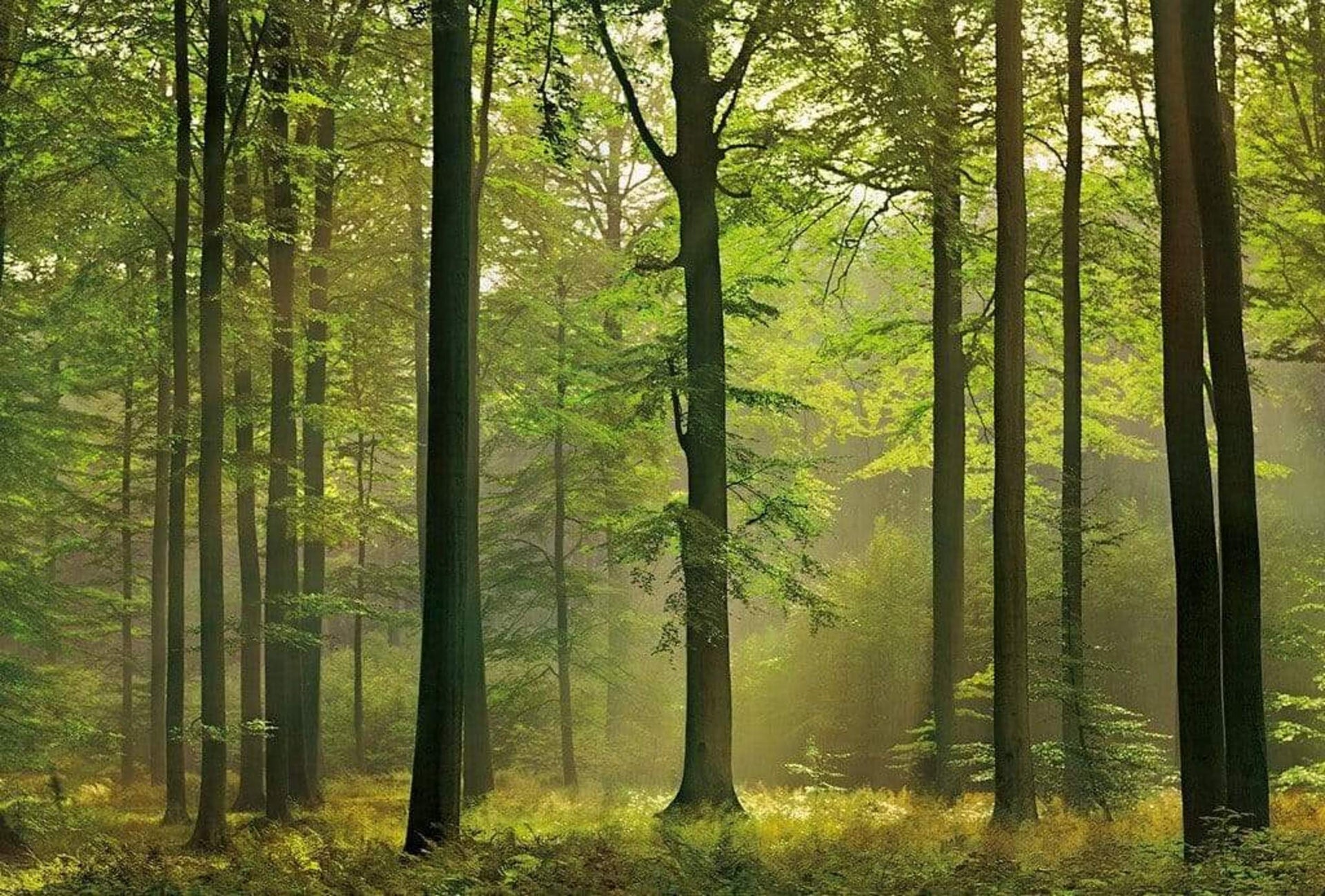 Wizard+Genius Autumn Forest Non Woven Wall Mural 384x260cm 8 Panels | Yourdecoration.com