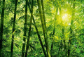 Wizard+Genius Bamboo Forest Non Woven Wall Mural 384x260cm 8 Panels | Yourdecoration.com