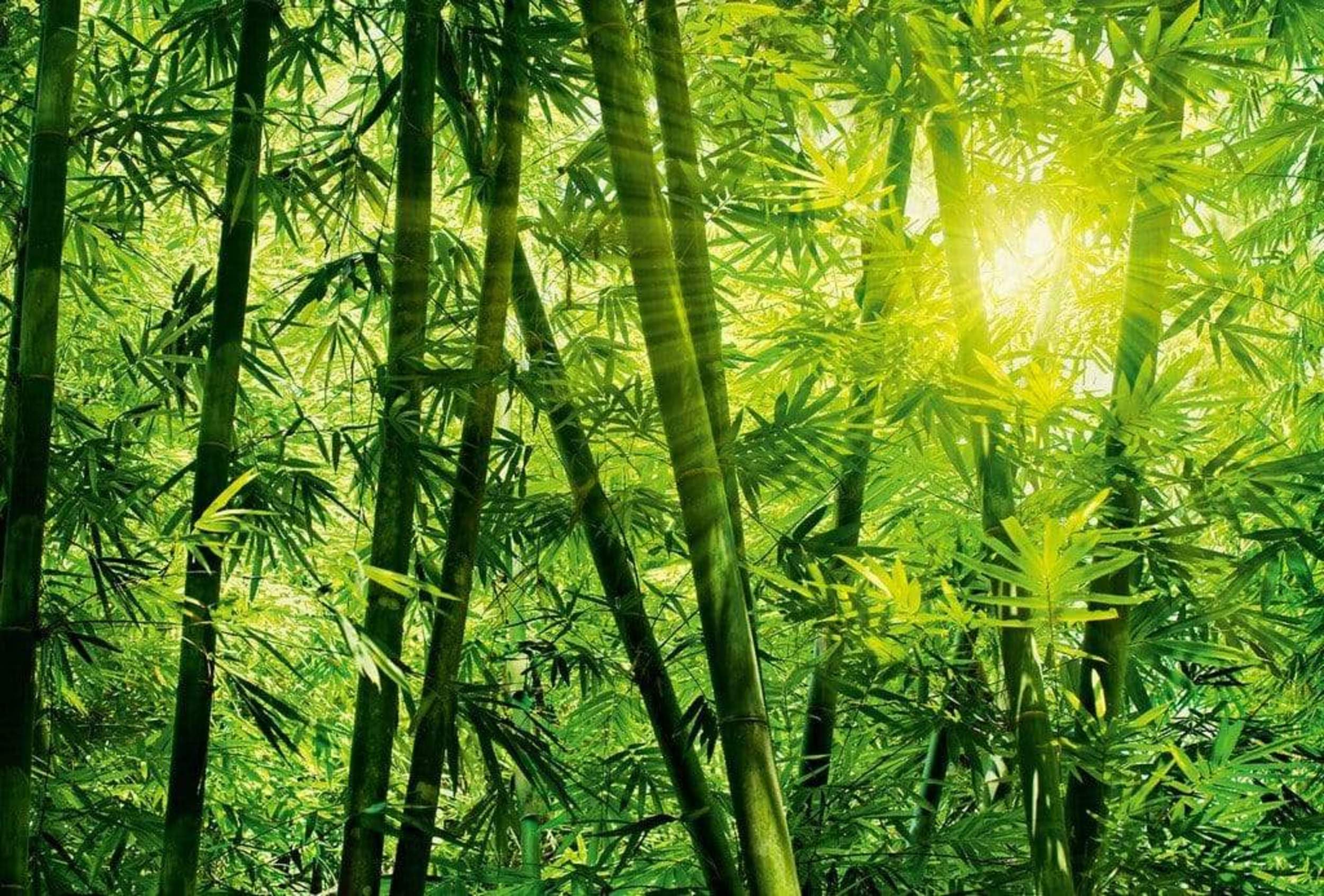 Wizard+Genius Bamboo Forest Non Woven Wall Mural 384x260cm 8 Panels | Yourdecoration.com