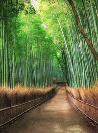 Wizard+Genius Bamboo Grove Kyoto Non Woven Wall Mural 192x260cm 4 Panels | Yourdecoration.com