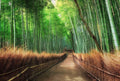 Wizard+Genius Bamboo Grove Kyoto Non Woven Wall Mural 384x260cm 8 Panels | Yourdecoration.com