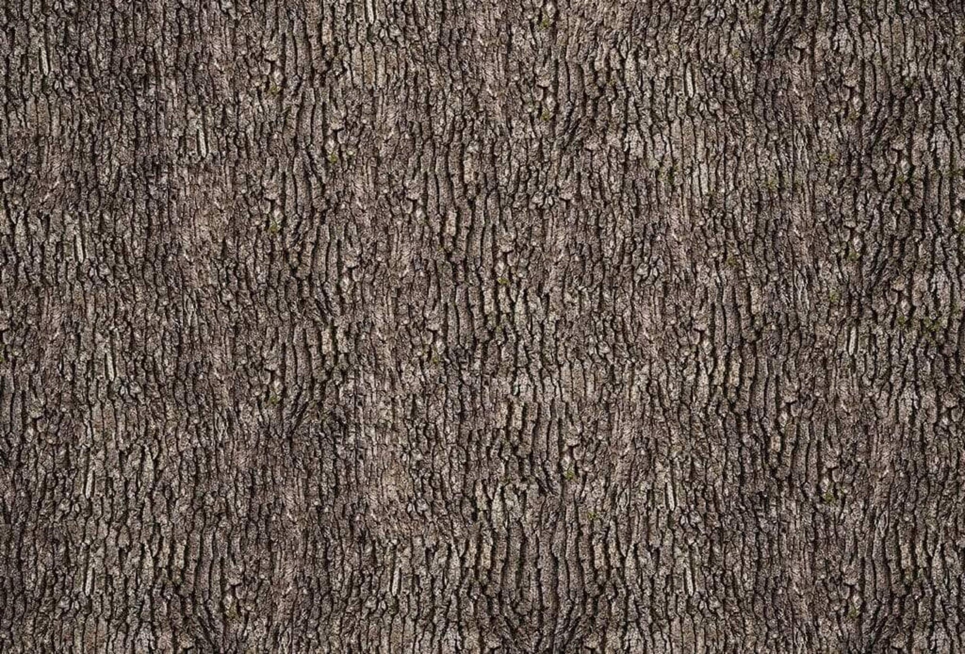 Wizard+Genius Bark Wall Non Woven Wall Mural 384x260cm 8 Panels | Yourdecoration.com