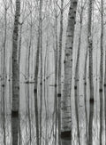 Wizard+Genius Birch Forest In The Water Non Woven Wall Mural 192x260cm 4 Panels | Yourdecoration.com
