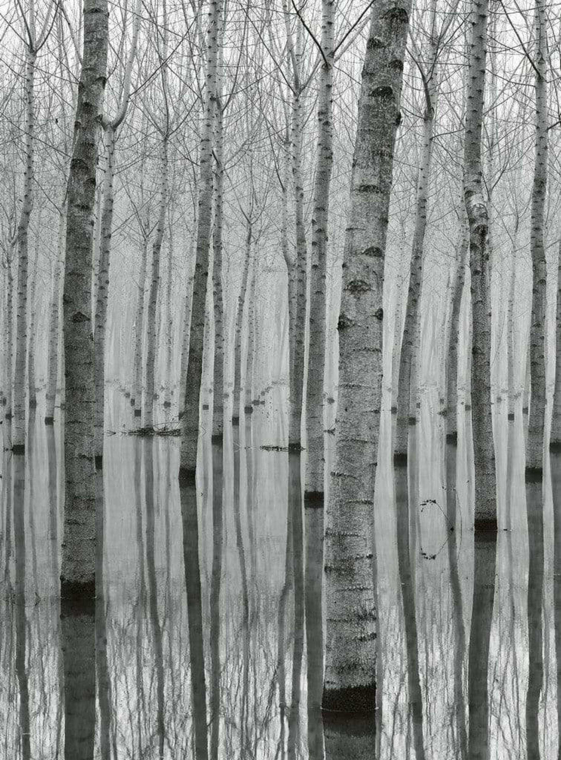 Wizard+Genius Birch Forest In The Water Non Woven Wall Mural 192x260cm 4 Panels | Yourdecoration.com