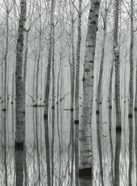 Wizard+Genius Birch Forest In The Water Non Woven Wall Mural 192x260cm 4 Panels | Yourdecoration.com