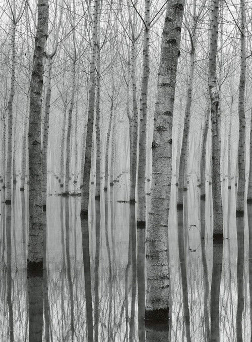 Wizard+Genius Birch Forest In The Water Non Woven Wall Mural 192x260cm 4 Panels | Yourdecoration.com