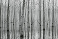 Wizard+Genius Birch Forest in the Water Non Woven Wall Mural 384x260cm 8 Panels | Yourdecoration.com