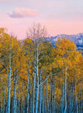 Wizard+Genius Birches And Mountains Non Woven Wall Mural 192x260cm 4 Panels | Yourdecoration.com