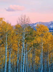 Wizard+Genius Birches And Mountains Non Woven Wall Mural 192x260cm 4 Panels | Yourdecoration.com