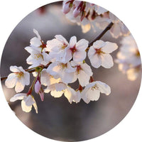 Wizard+Genius Cherry Blossoms Non Woven Wall Mural 140x140cm Round | Yourdecoration.com