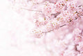 Wizard+Genius Delicate Flowers Non Woven Wall Mural 384x260cm 8 Panels | Yourdecoration.com