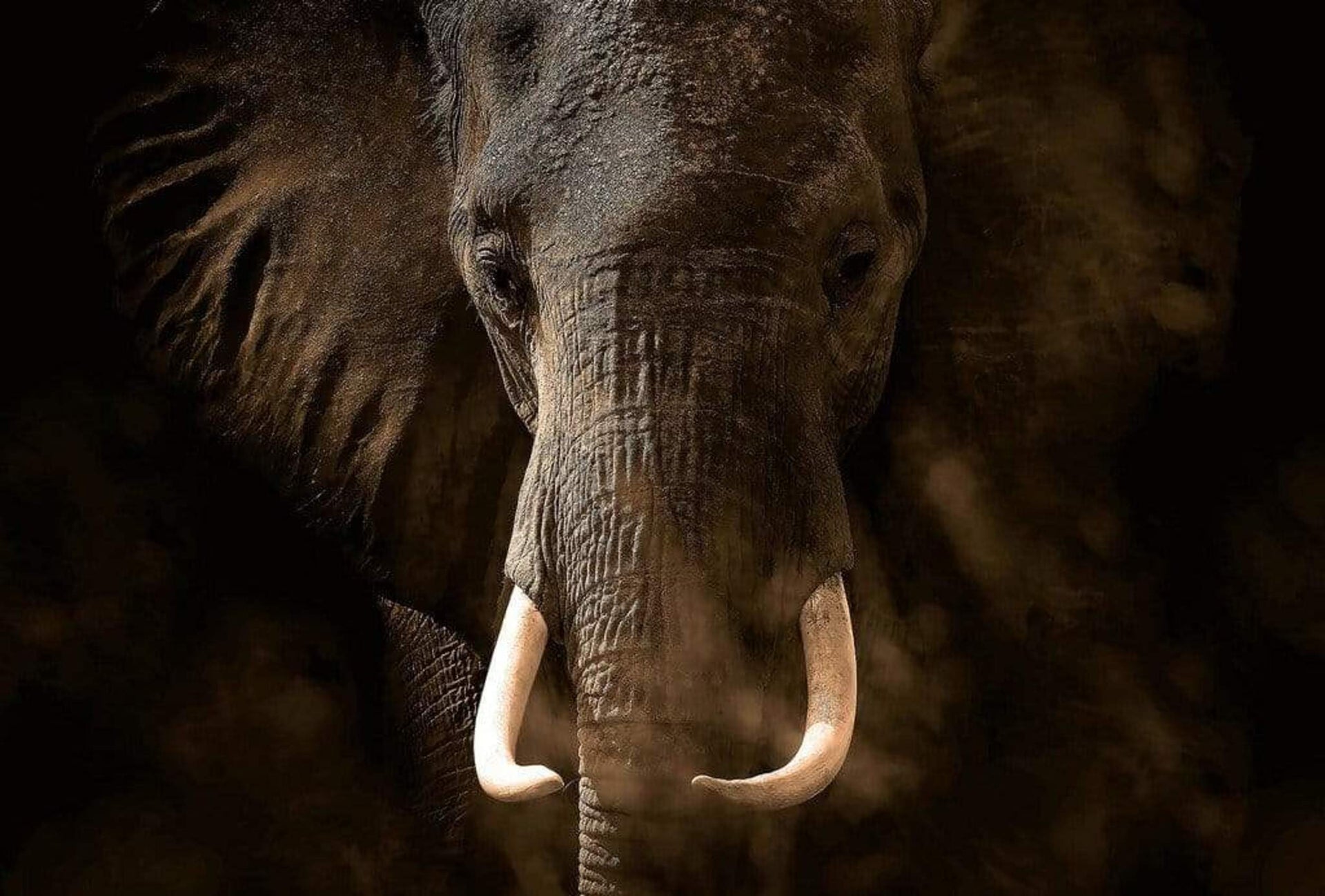 Wizard+Genius Elephant Ivory Non Woven Wall Mural 384x260cm 8 Panels | Yourdecoration.com