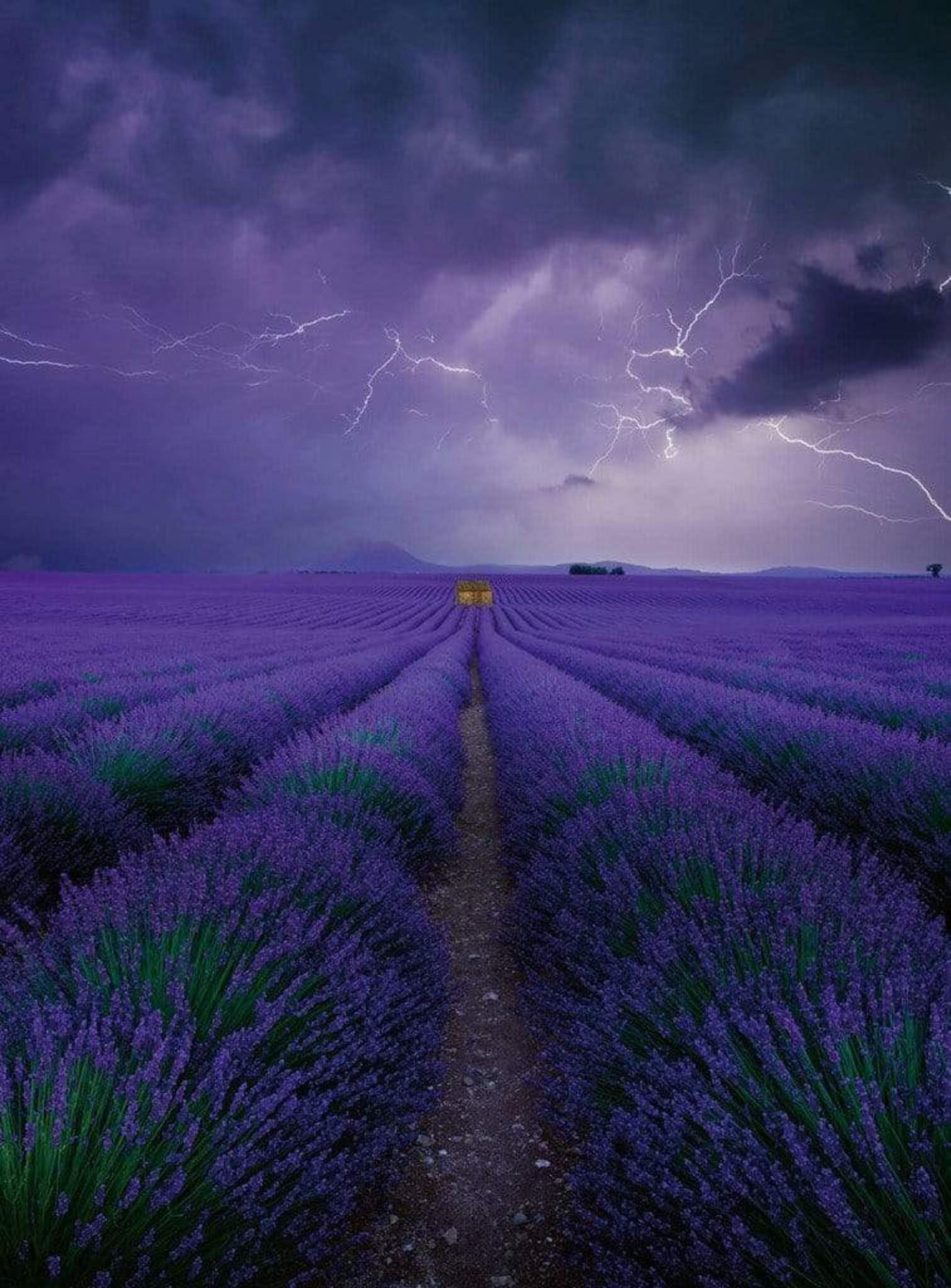 Wizard+Genius Field Of Lavender Non Woven Wall Mural 192x260cm 4 Panels | Yourdecoration.com