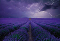 Wizard+Genius Field of Lavender Non Woven Wall Mural 384x260cm 8 Panels | Yourdecoration.com