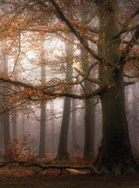 Wizard+Genius Foggy Autumn Forest Non Woven Wall Mural 192x260cm 4 Panels | Yourdecoration.com